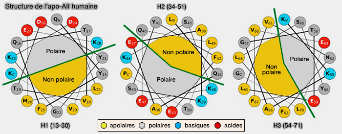 Structure de l'apoA-II humaine