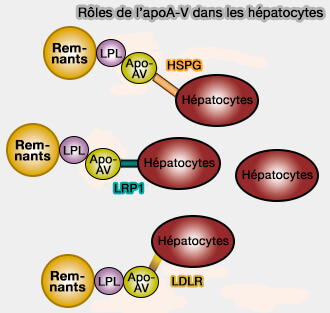 Rôles de l'apoA-V dans les hépatocytes
