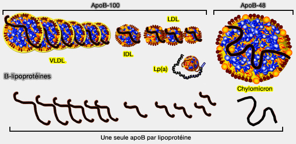 B-lps ou apoB-containing lipoproteins