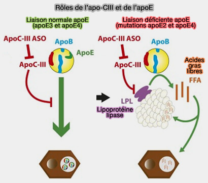 Rôles de l’apoC-III et de l'apoE