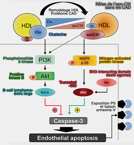 Rôles de l’apoC-III dans les CAD
