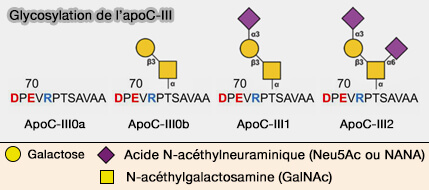 Glycosylations de l'apoC-III