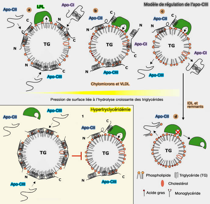 Modèle de régulation de l'apoC-III