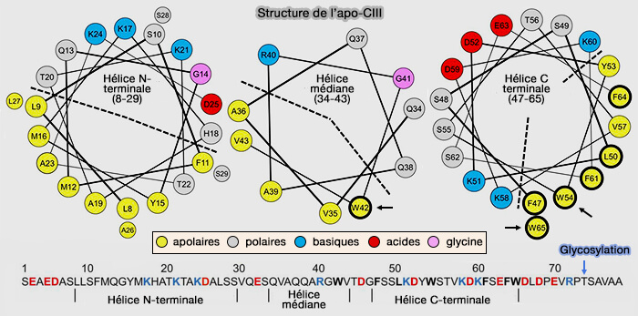 Structure de l'apoC-III