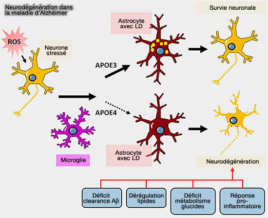 ApoE4 et neurodégénération dans la maladie d'Alzhéimer (AD)