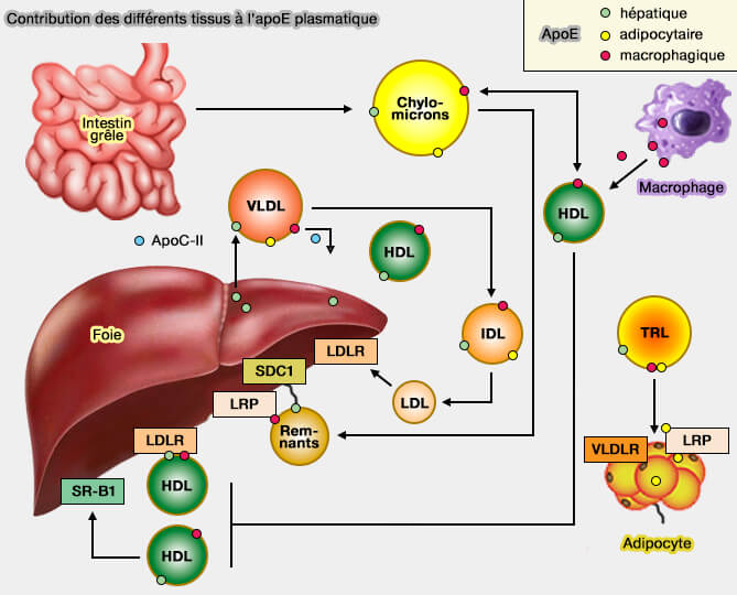 Contribution des différents tissus à l'apoE plasmatique