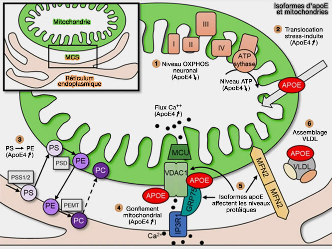 ApoE et mitochondries
