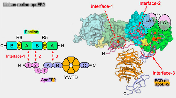 Liaison de la reeline avec l'ApoER2