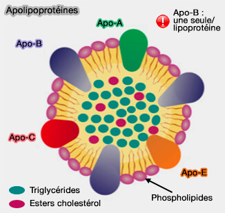 Apoliprotéines