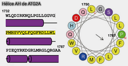 Hélice AH de ATG2A