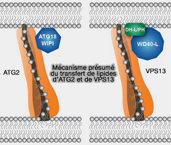 Mécanisme présumé d'ATG2 et de VPS13