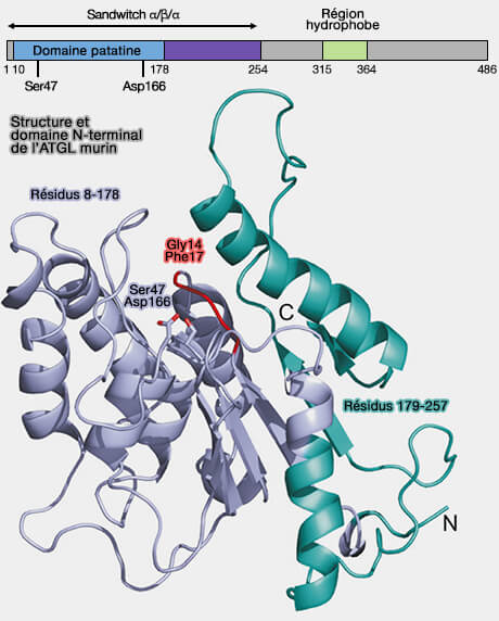 Structure et domaine N-terminal de l'ATGL de la souris