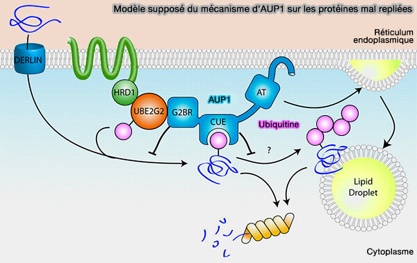 Modèle supposé du mécanisme d’AUP1 sur les protéines mal repliées