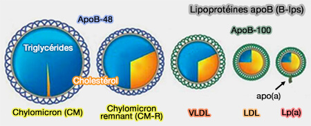 Lipoprotéines ApoB (B-lps)