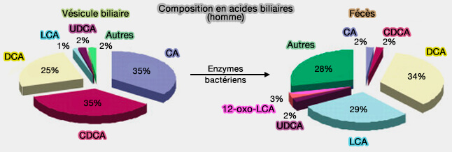 Composition en acides biliaires (homme)