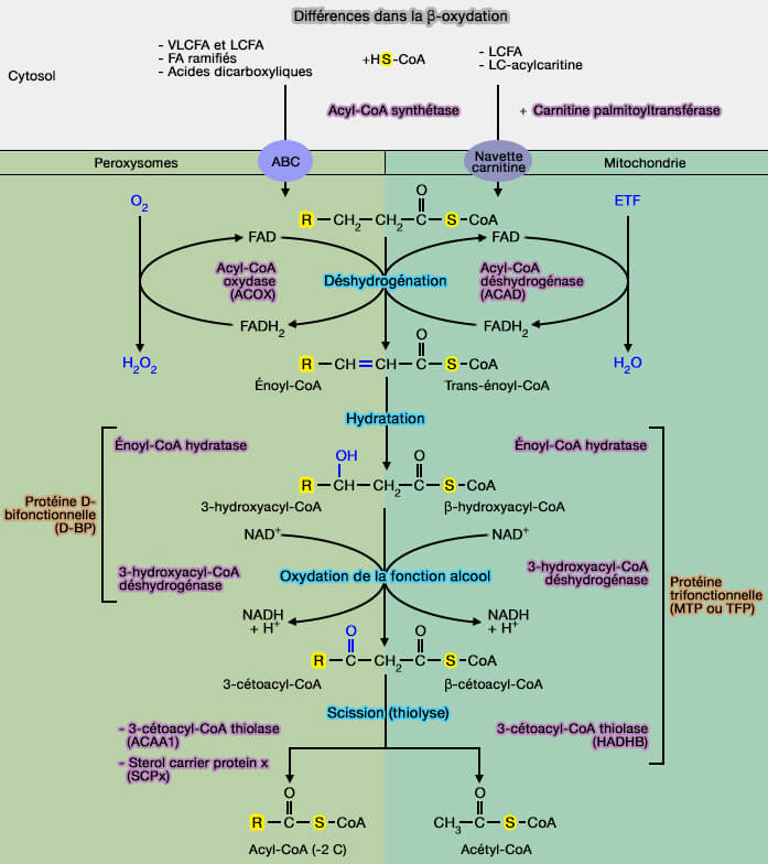 Différences dans la β-oxydation entre peroxysome et mitochondrie