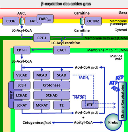 β-oxydation des acides gras