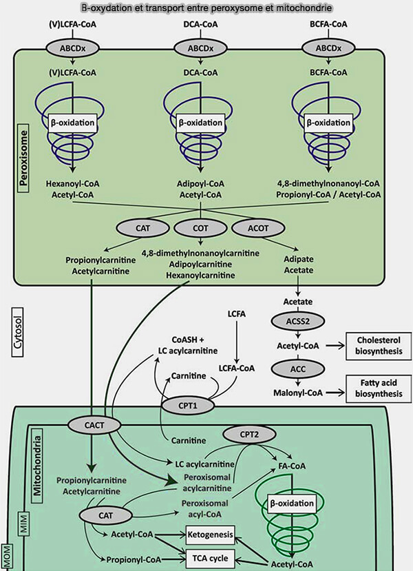 β-oxydation d'un acyl-CoA insaturé : le linoléoyl-CoA