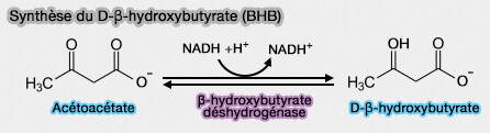 Synthèse du β-D-hydroxybutyrate (BHB)