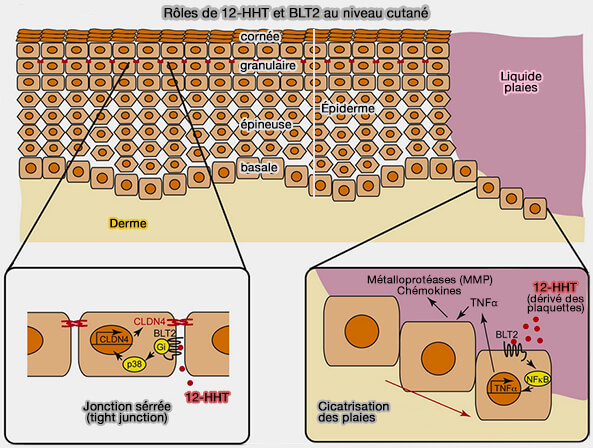 Rôles de 12-HHT et BLT2 au niveau cutané