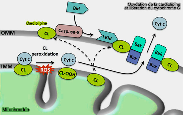 Oxydation de la cardiolipine et libération du cytochrome C