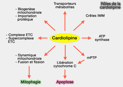 Rôles de la cardiolipine