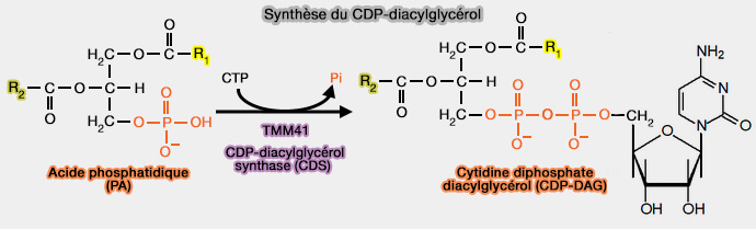 Synthèse du CDP-diaglycérol