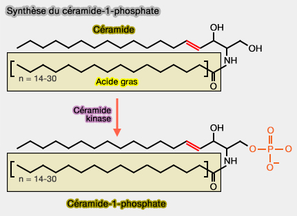 Synthèse du céramide-1-phosphate