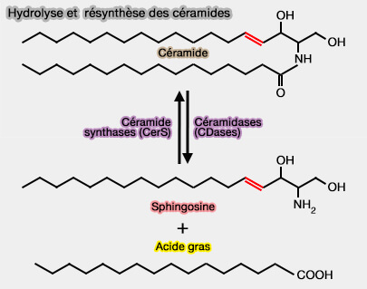 Hydrolyse et resynthèse des céramides