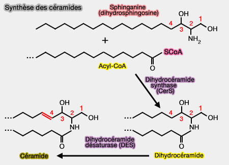 Synthèse des céramides
