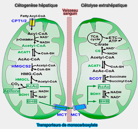 Cétogenèse et cétolyse