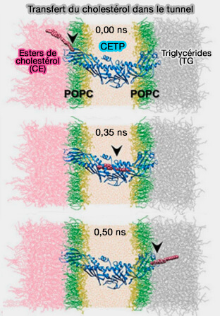 Transfert du cholestérol dans le tunnel