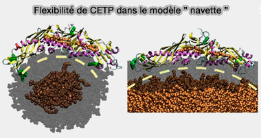 Flexibilité de CETP