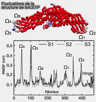 Fluctuations de CETP