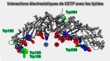 Interactions électrostatiques de CETP