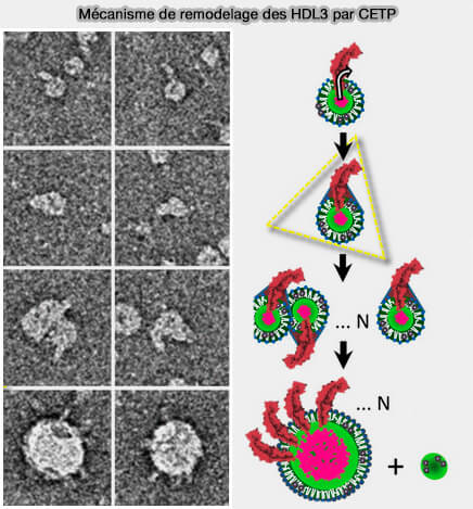 Mécanisme hypothétique du remodelage des HDL3 par CETP