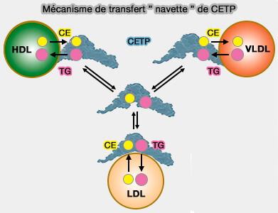 Modèle de transfert " navette " de CETP