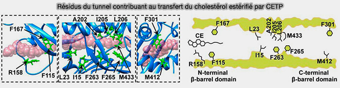 Résidus du tunnel contribuant au transfert du cholestérol estérifié par CETP