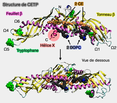 Structure de CETP
