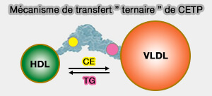 Modèle de transfert " ternaire " de CETP