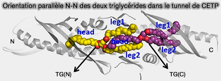Orientation des deux triglycérides dans le tunnel de CETP