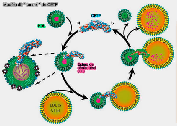 Modèle dit " tunnel " de CETP