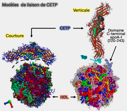 Modèles de liaison de CETP