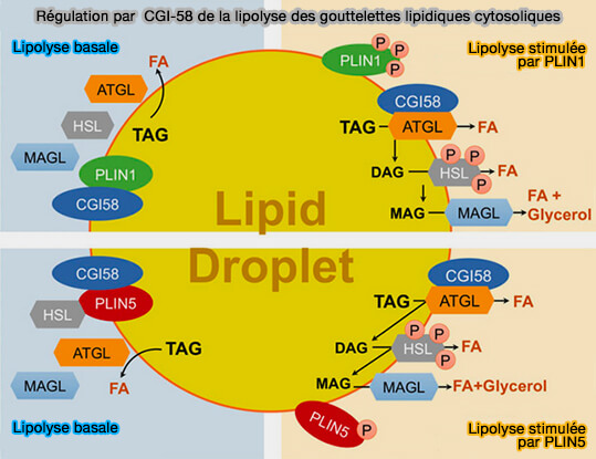 Régulation par CGI-58 de la lipolyse des gouttelettes lipidiques cytosoliques