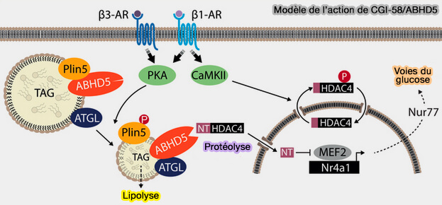 Principaux modulateurs intracellulaires de la lipolyse adipocytaire