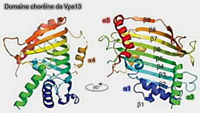 Domaine choréine de Vps13