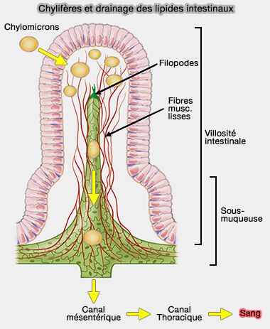 Chylifères et drainage des lipides intestinaux