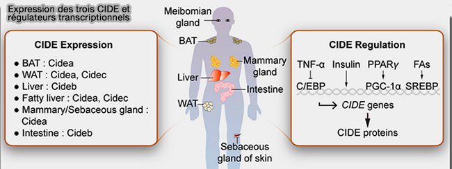 Expression des trois CIDE et régulateurs transcriptionnels