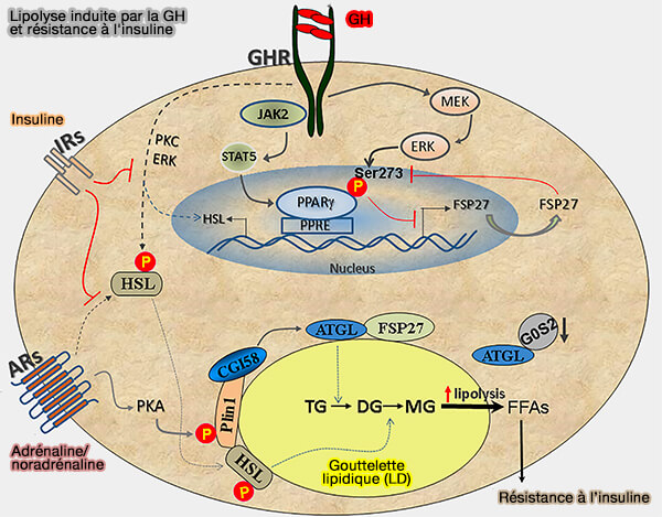 Lipolyse induite par la GH et résistance à l'insuline