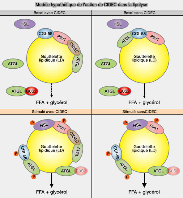 Modèle hypothétique de l’action de CIDEC dans la lipolyse